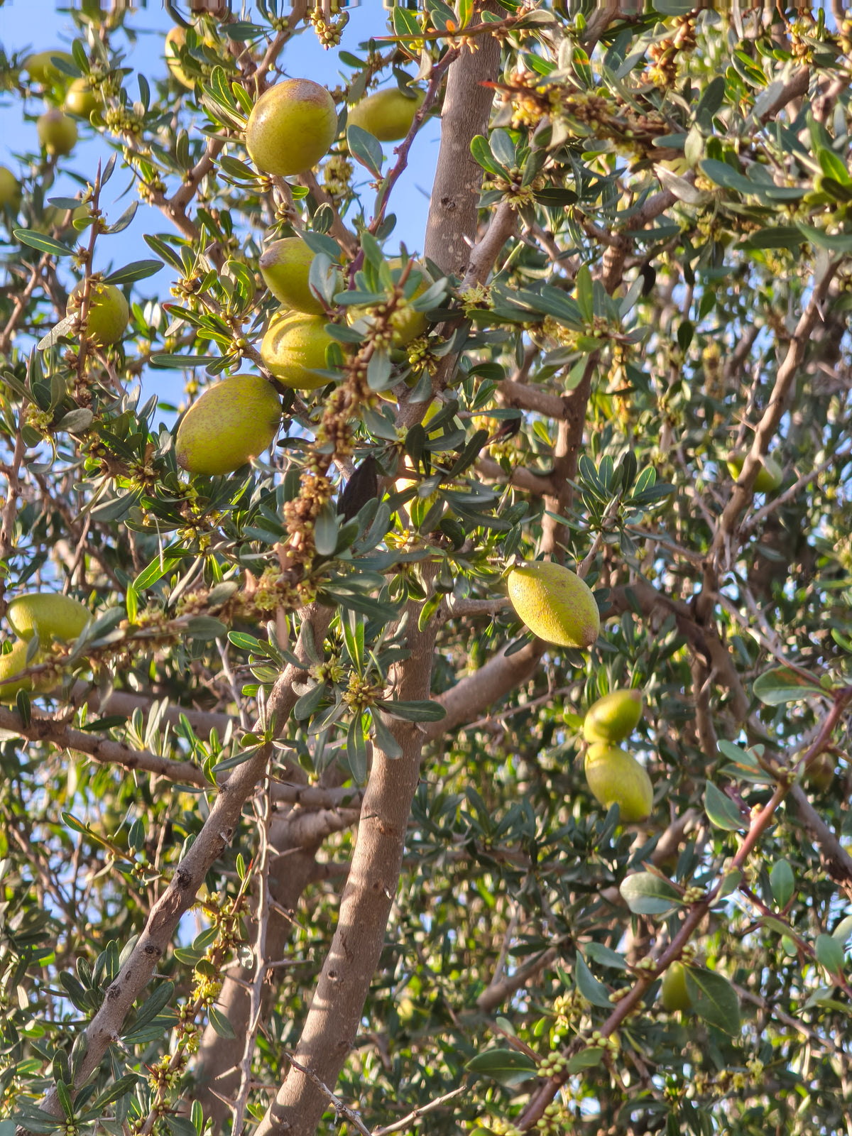 Jeunes fruits d’argan sur l’arbre