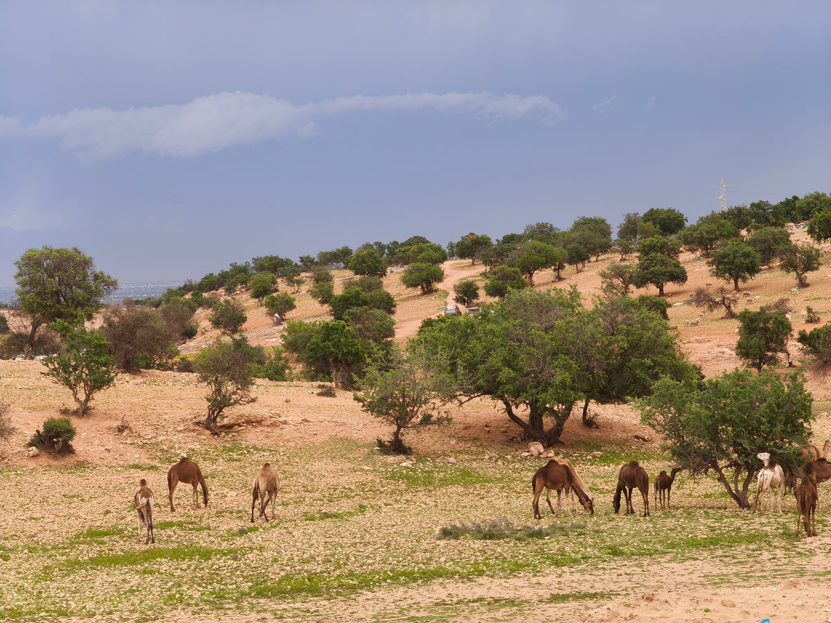 Arganiers dans un paysage ouvert au Maroc