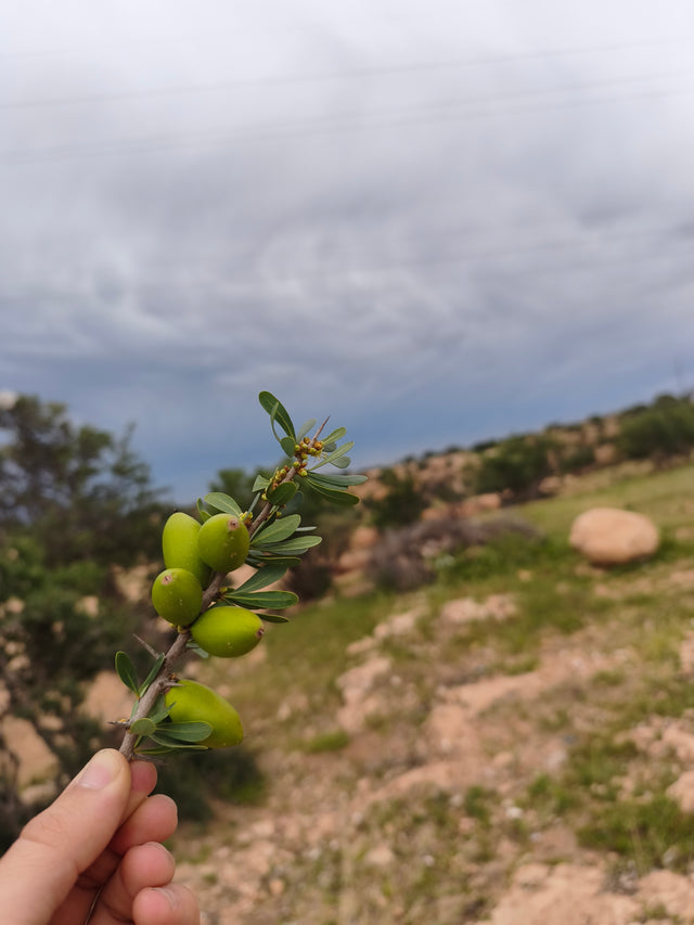Une main tenant des fruits d’argan dans le paysage marocain